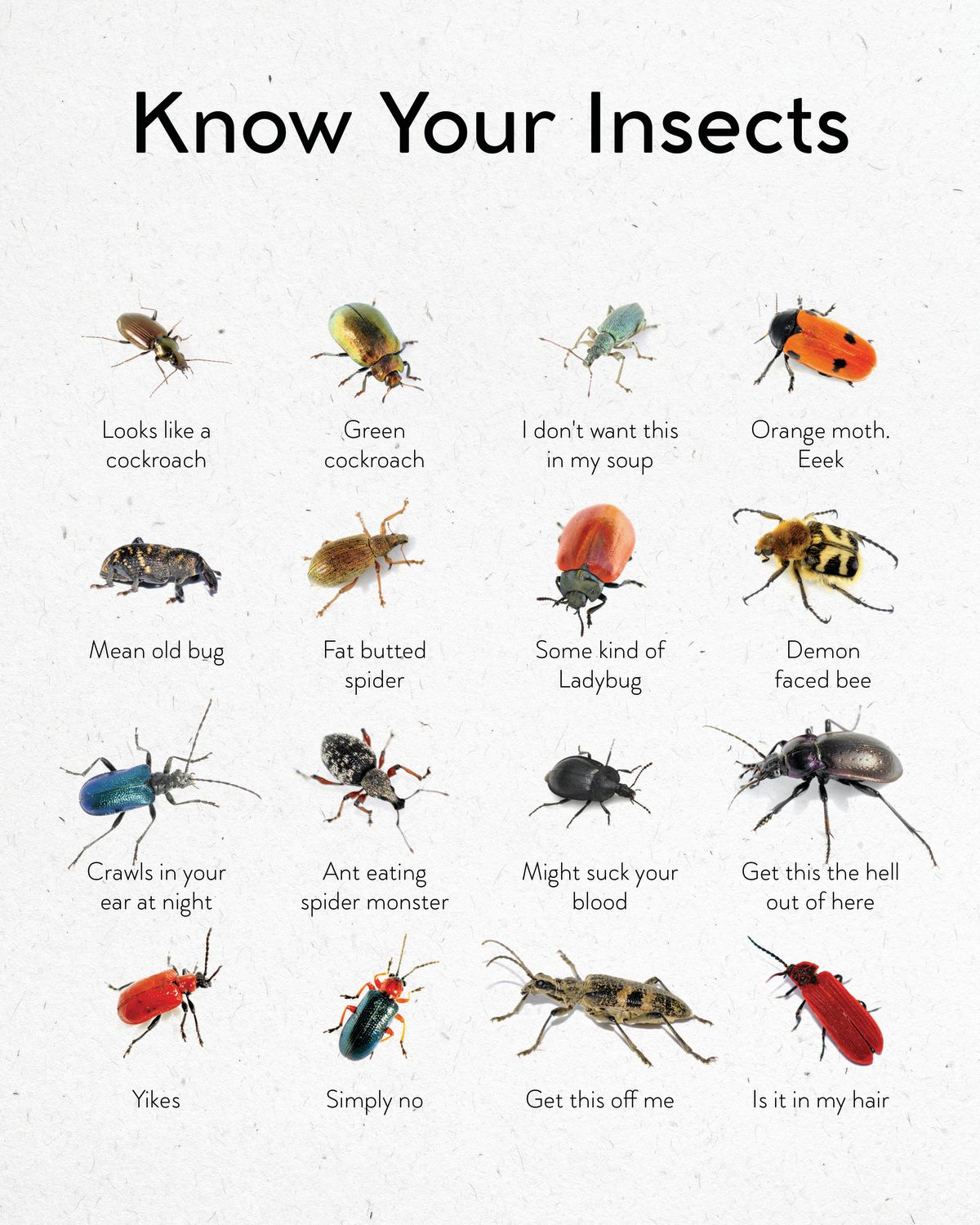 Insects Guide Chart Pineapple Licensing