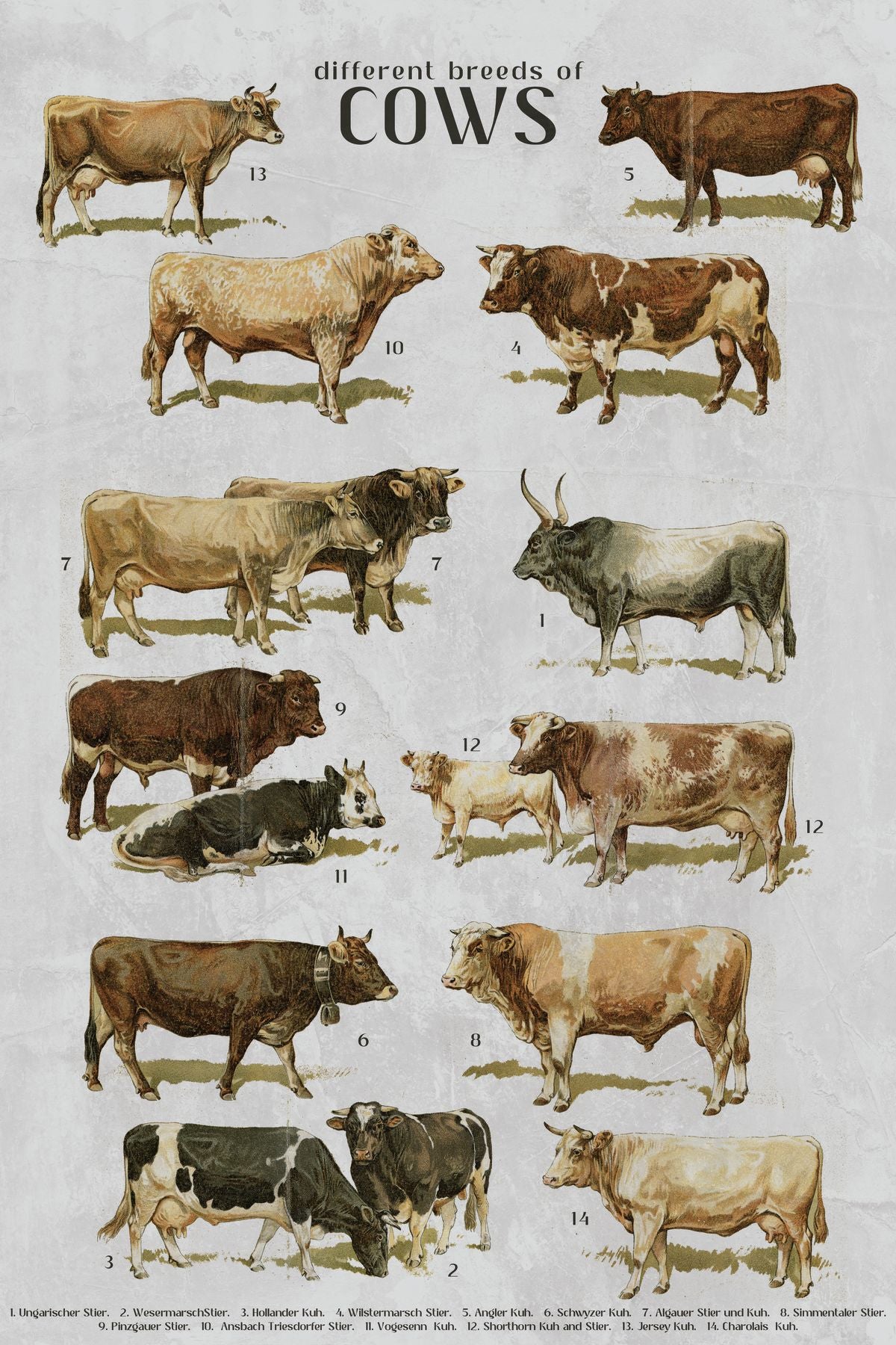 Cattle Breeds Chart Rendezvous Farms 9th Annual Simmental Bull And