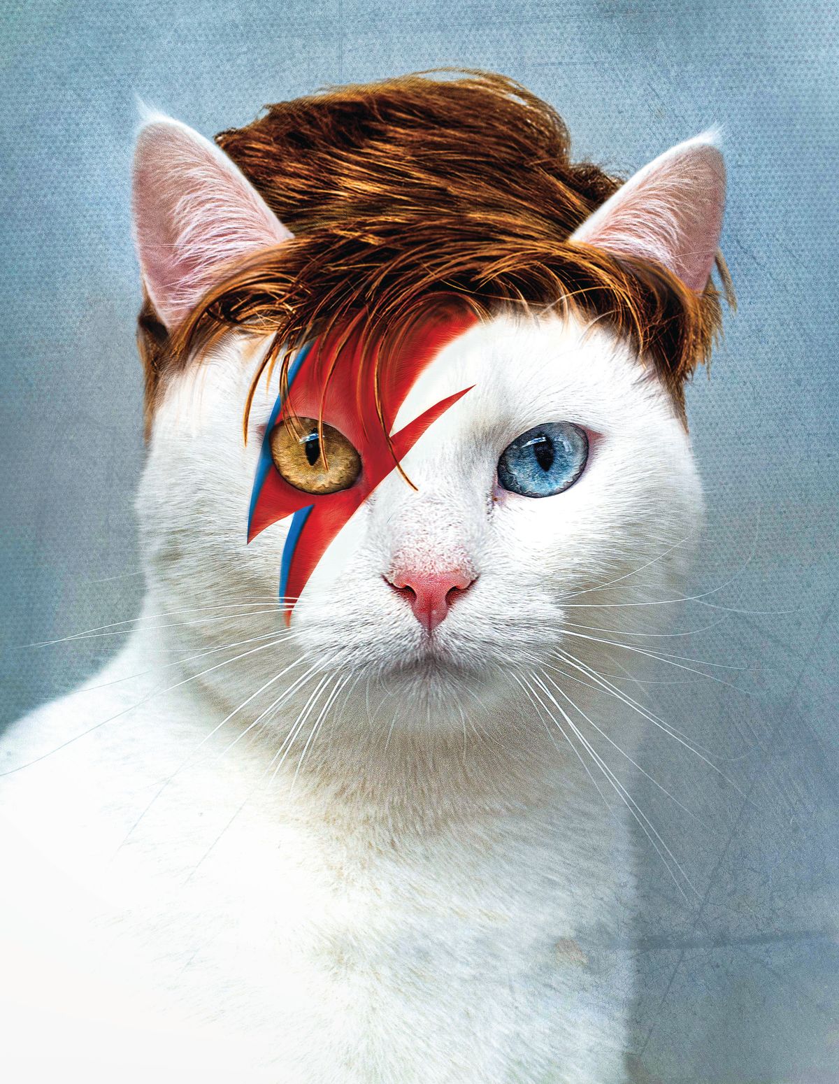 Bowie Cat – Pineapple Licensing