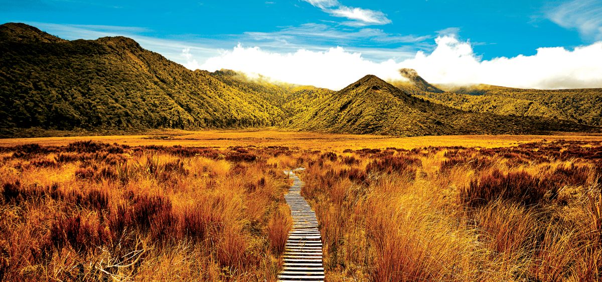 Hiking Walkway – Pineapple Licensing