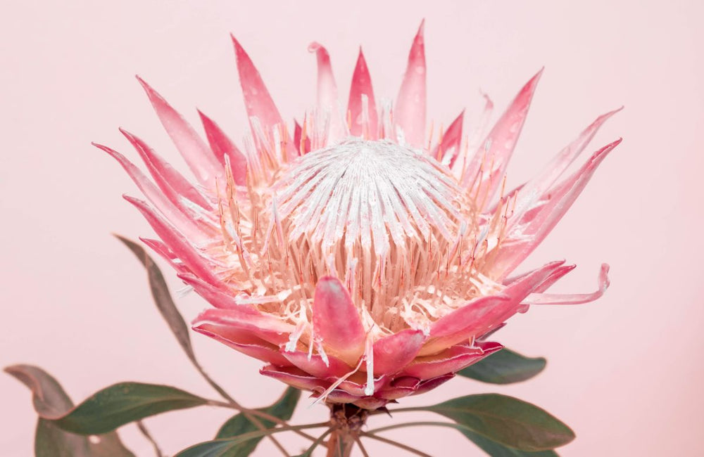 King Protea Flower