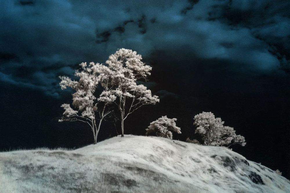 White Trees On Top Of A Hill