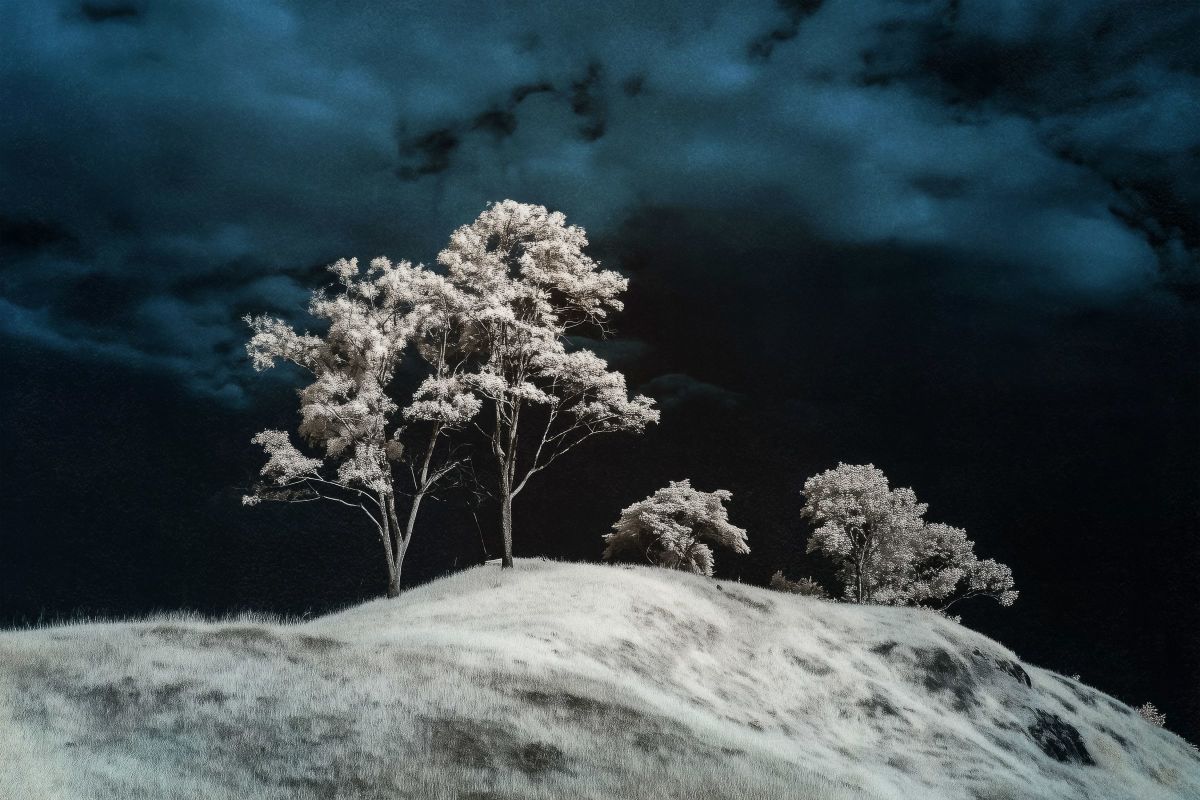 White Trees On Top Of A Hill