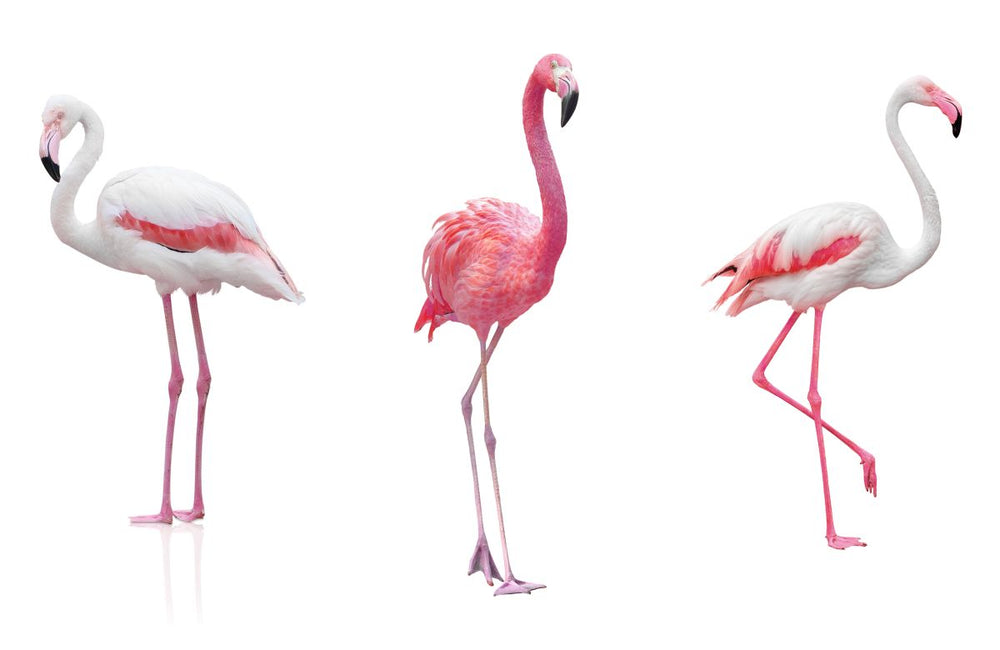 Flamingo Triptych