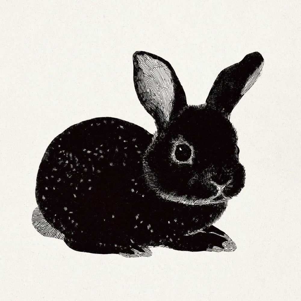 Detailed Black Speckled Rabbit Illustration