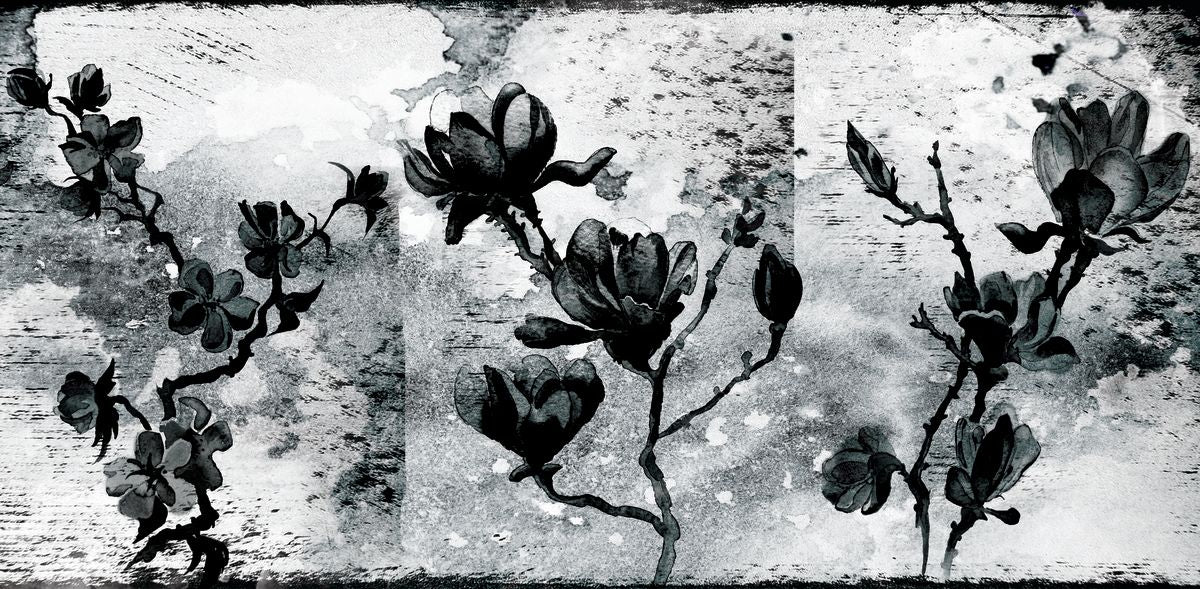 BW Magnolia Flowers