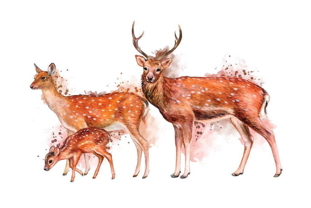 Deer Family Trio Splash