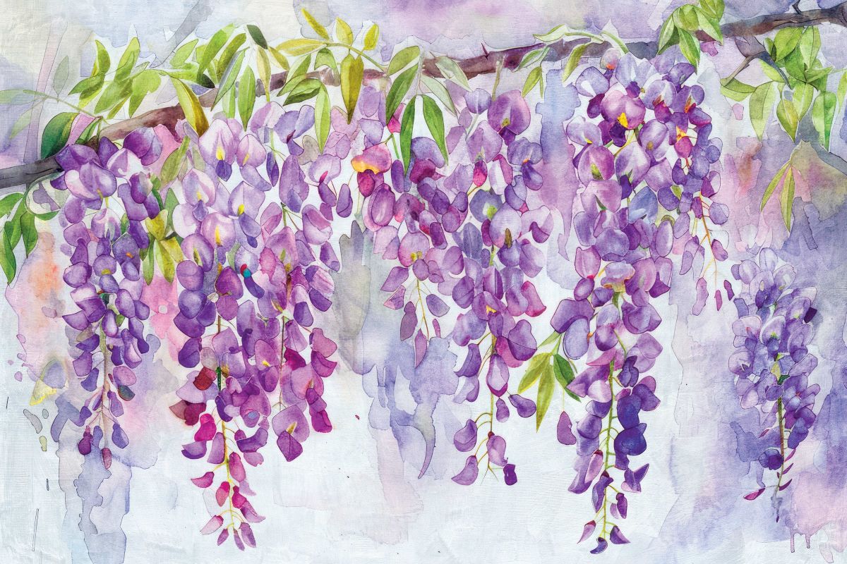 Cascading Wisteria Flowers