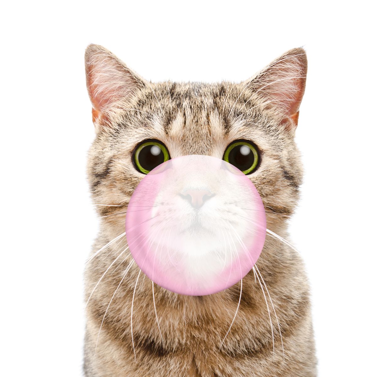 Bubble Gum Kitty