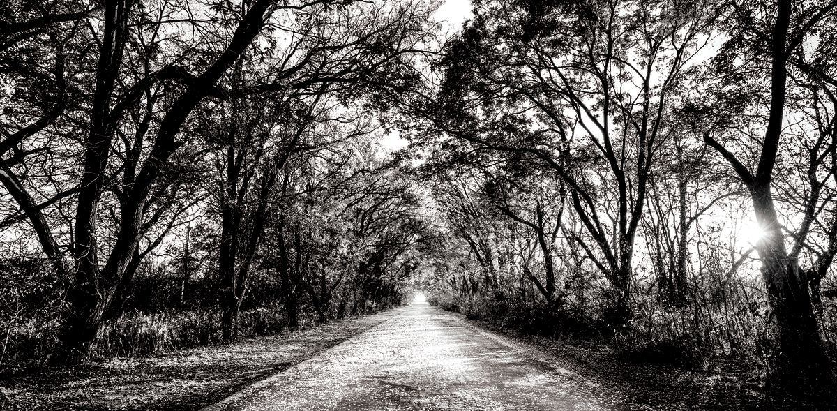 BW Forest Path