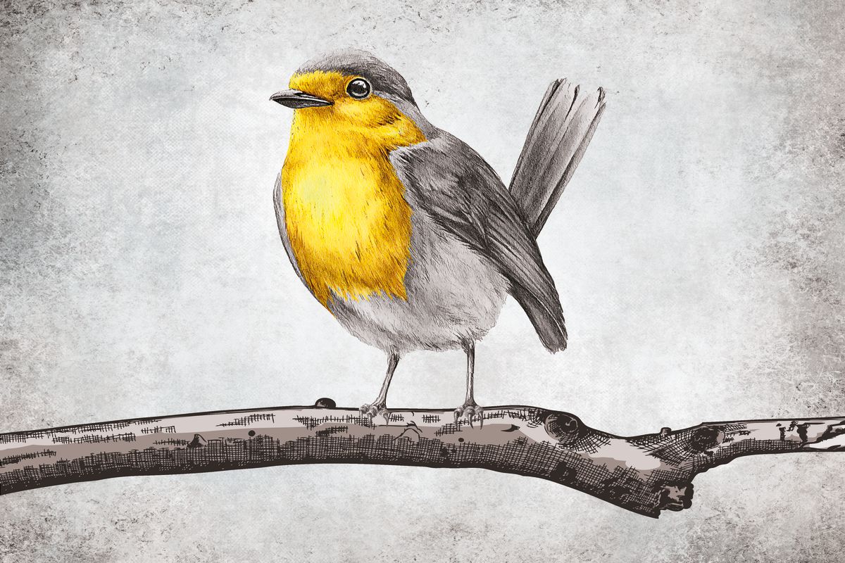 Songbird Illustration