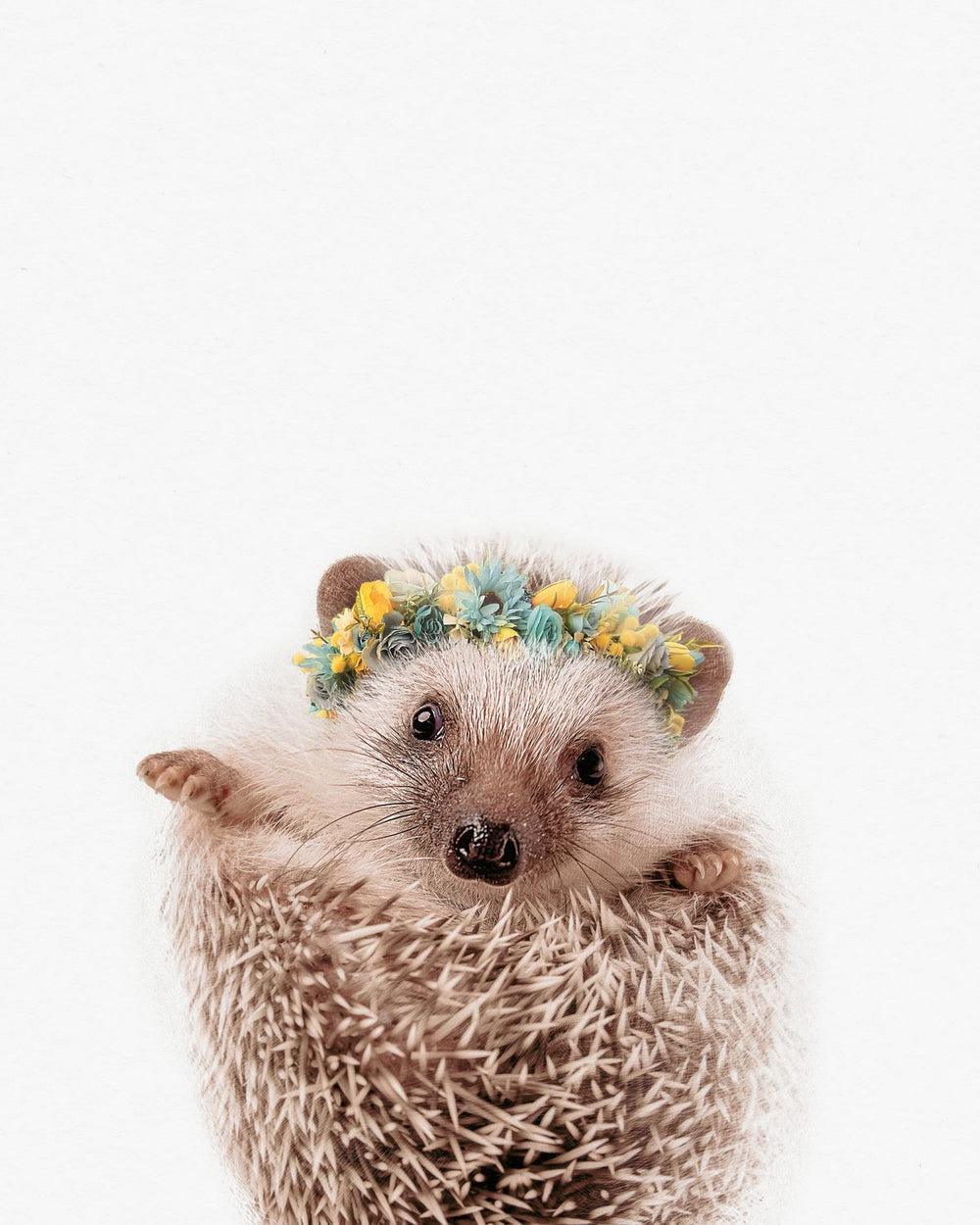Flower Crown Hedgehog