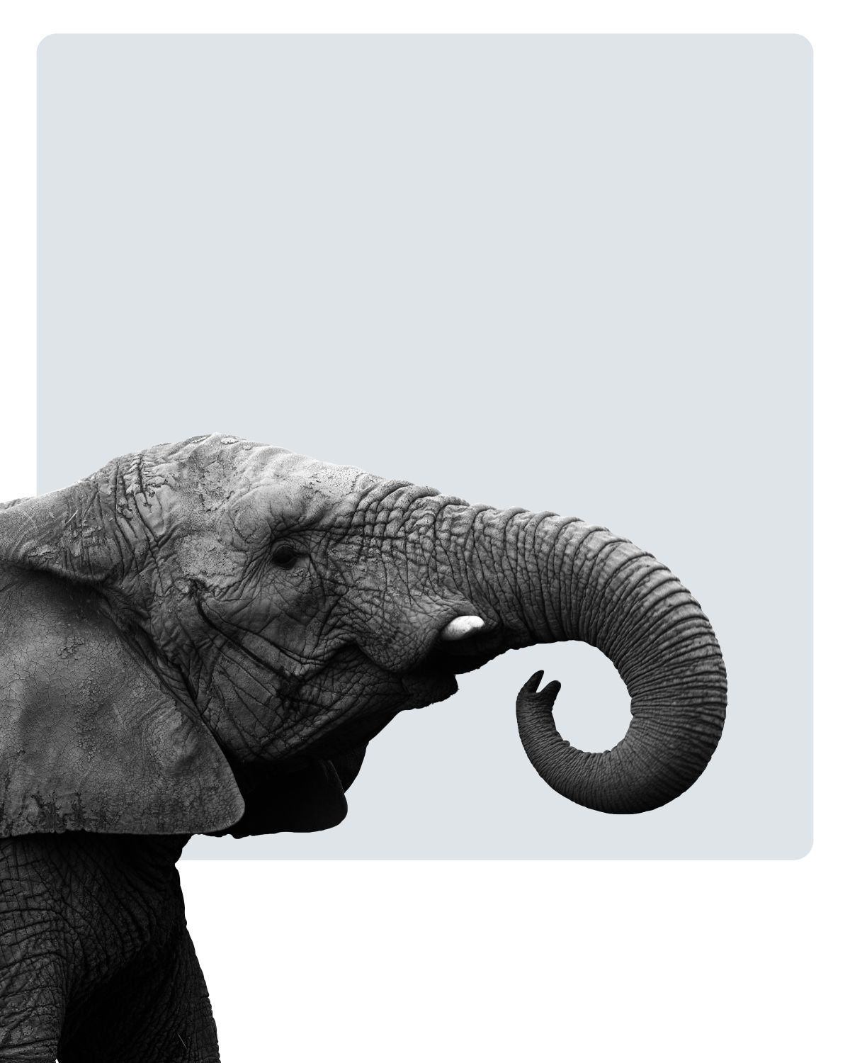 Elephant Call
