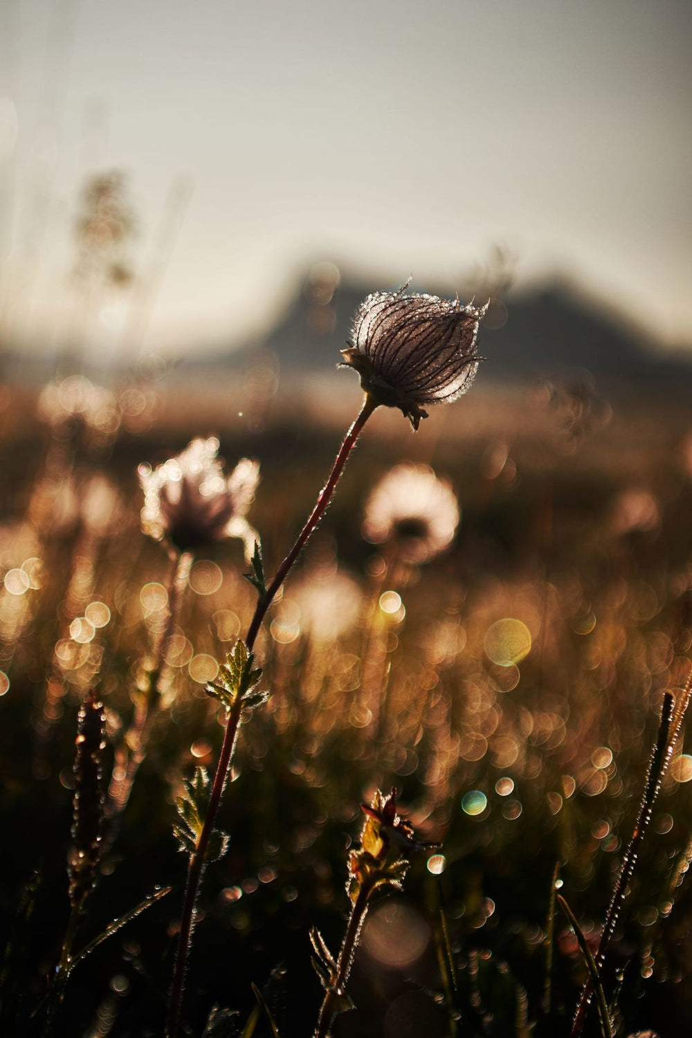 Prairie Smoke Flower