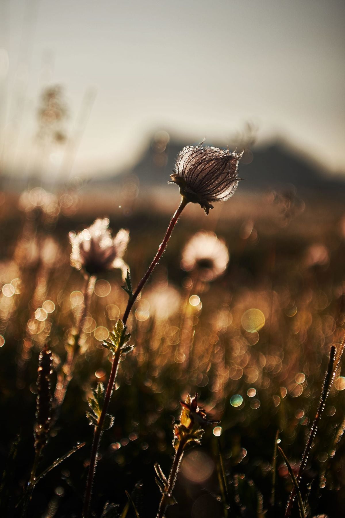 Prairie Smoke Flower
