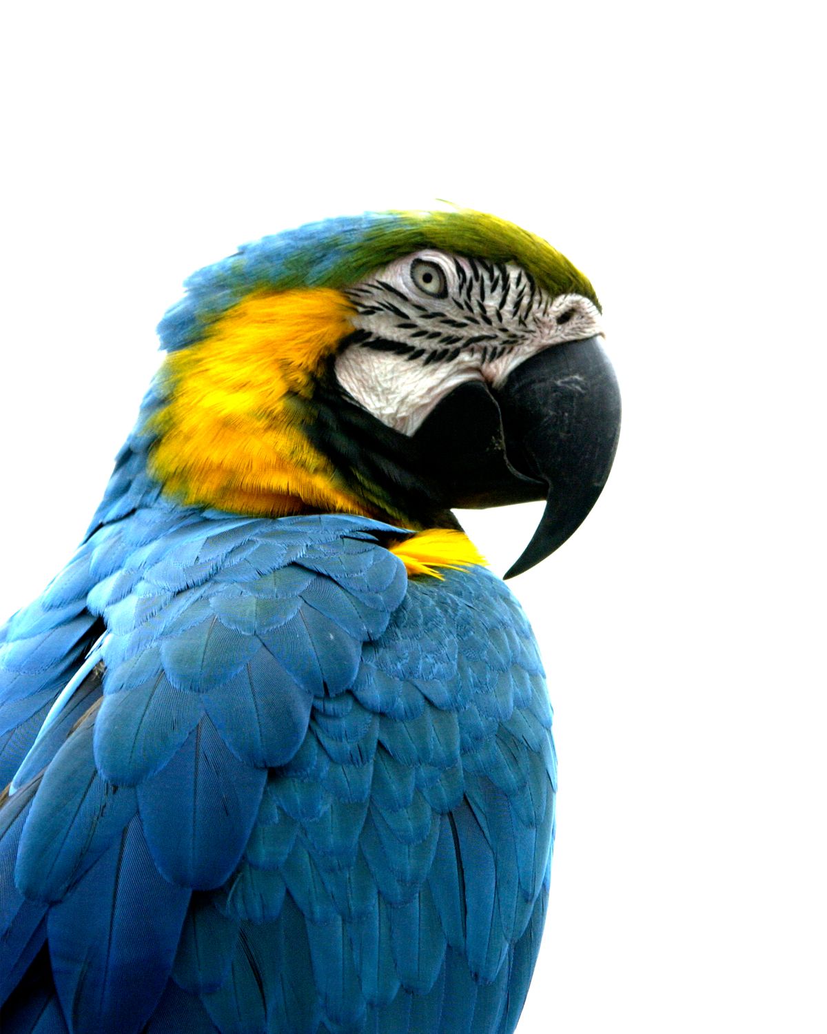 Side View Macaw