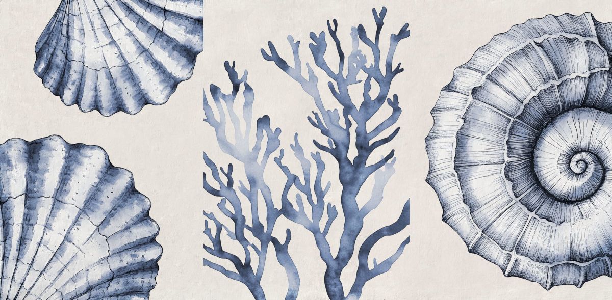 Shells And Corals Wall Art