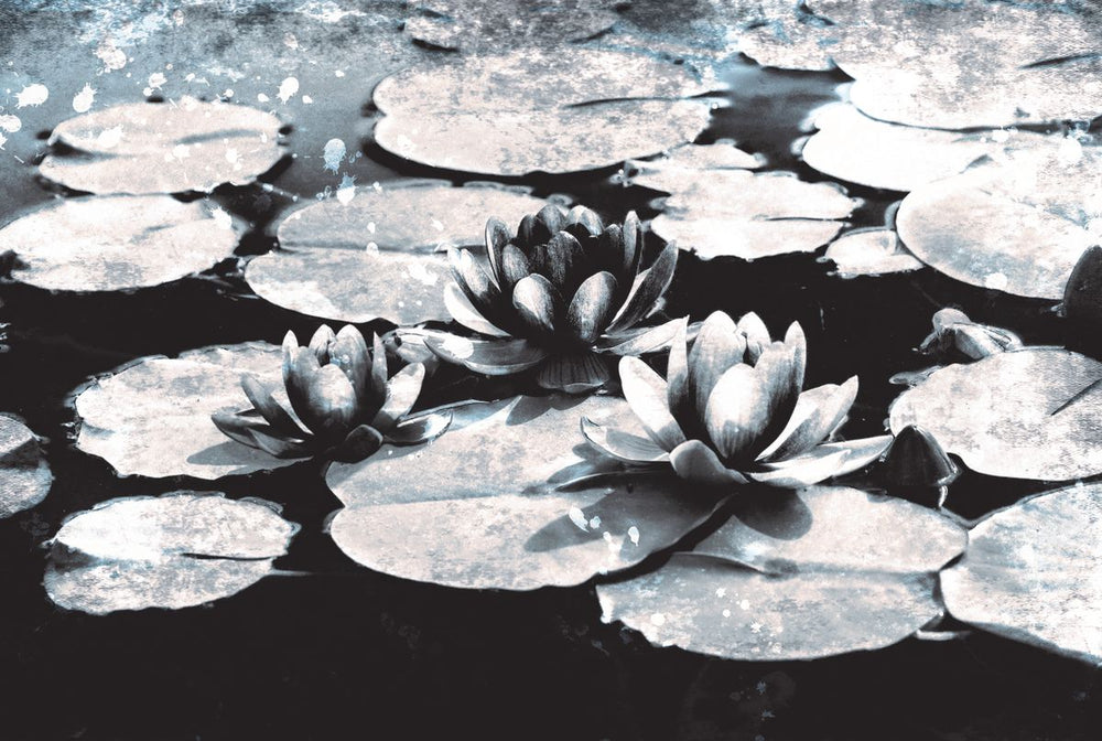 Water Lily Pond Grunge