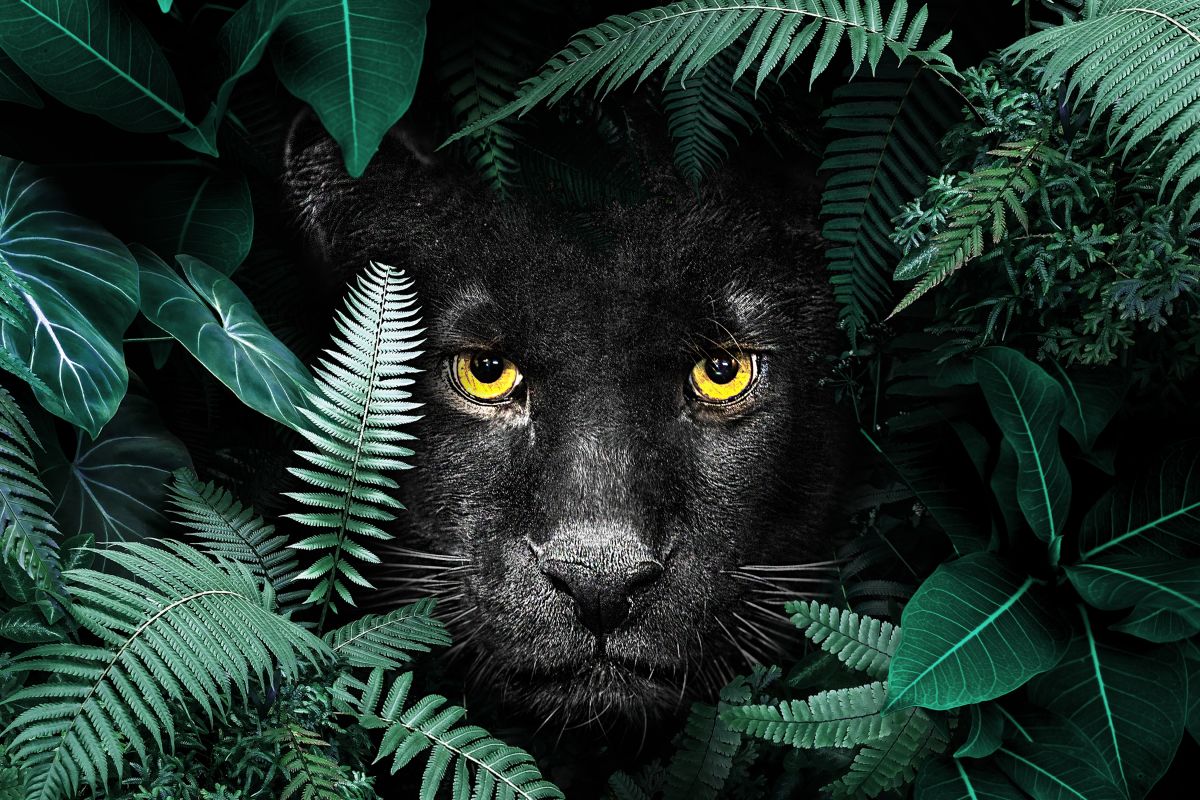 Tropical Black Panther