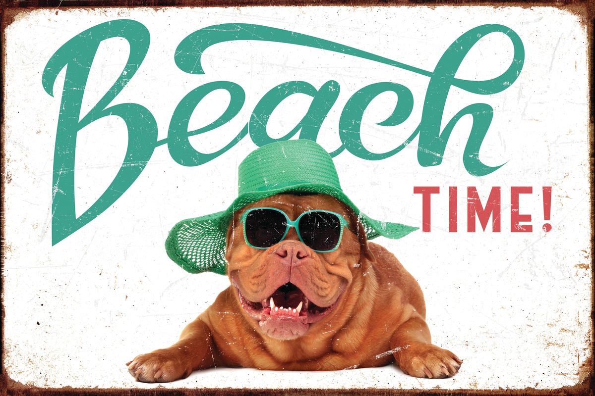 Beach-Ready Dog