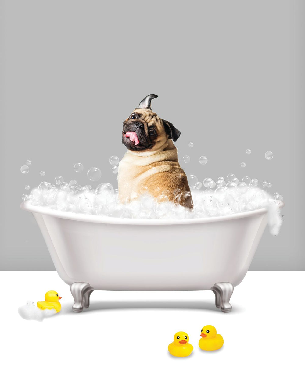 Bathtub Animal Pug
