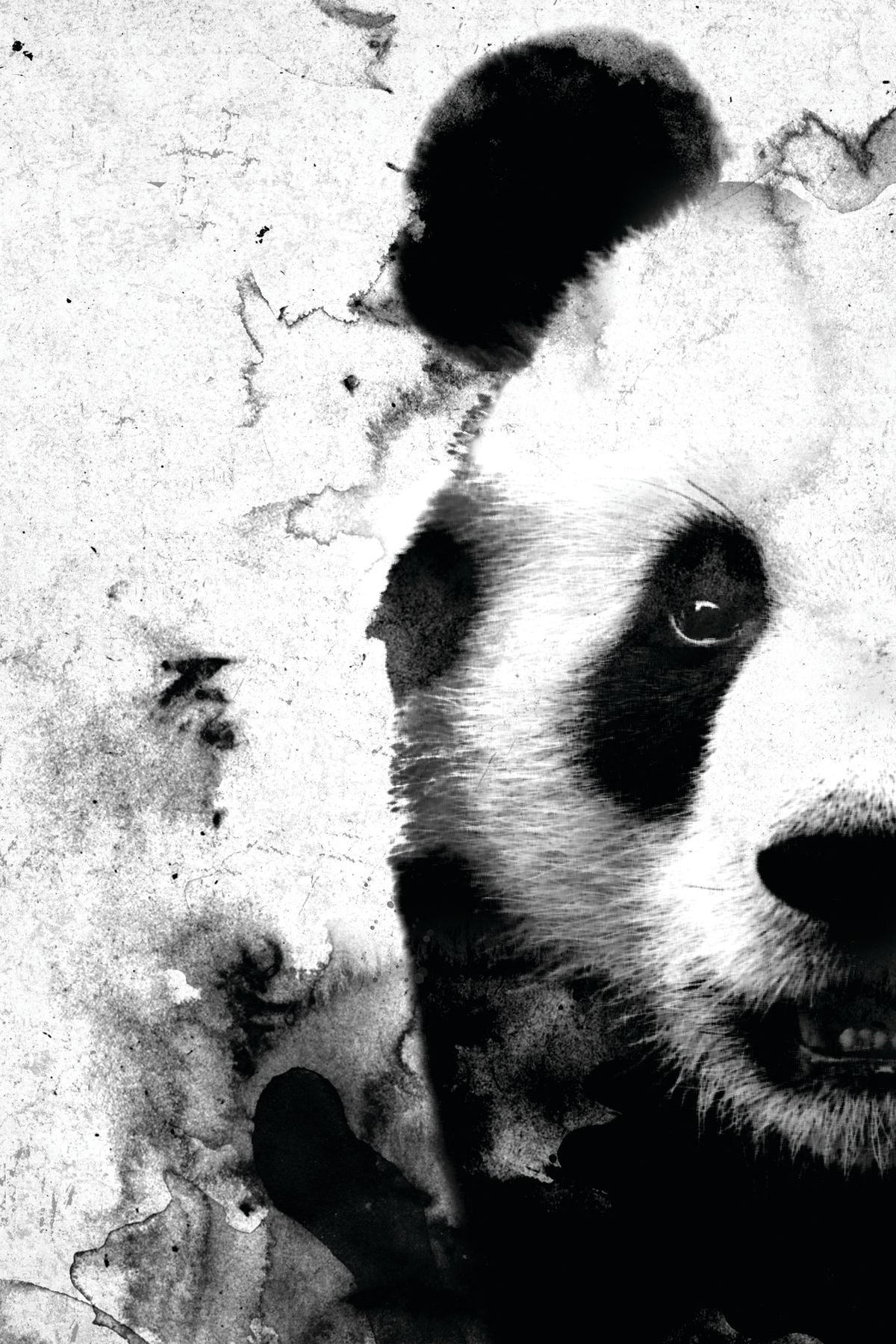 Panda Face Black And White