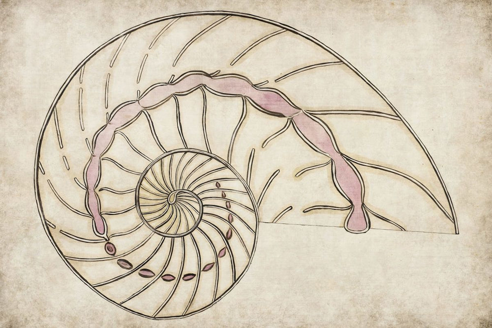 Ammonite Wall Art
