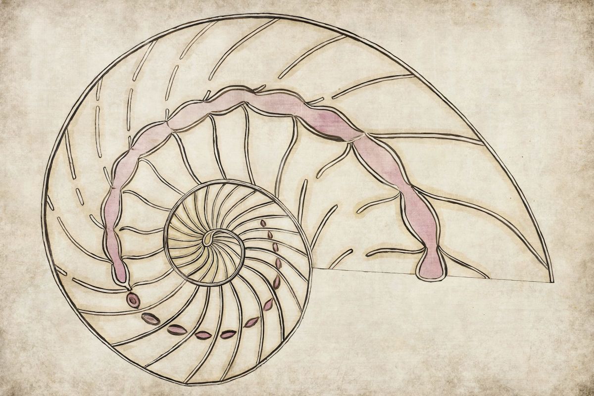 Ammonite Wall Art