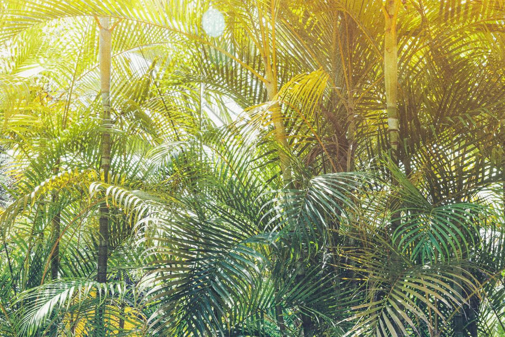 Lush Tropical Trees