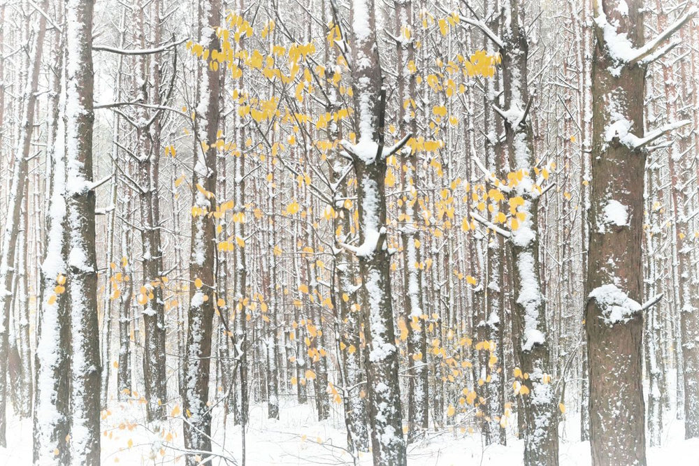 Winter Leaves