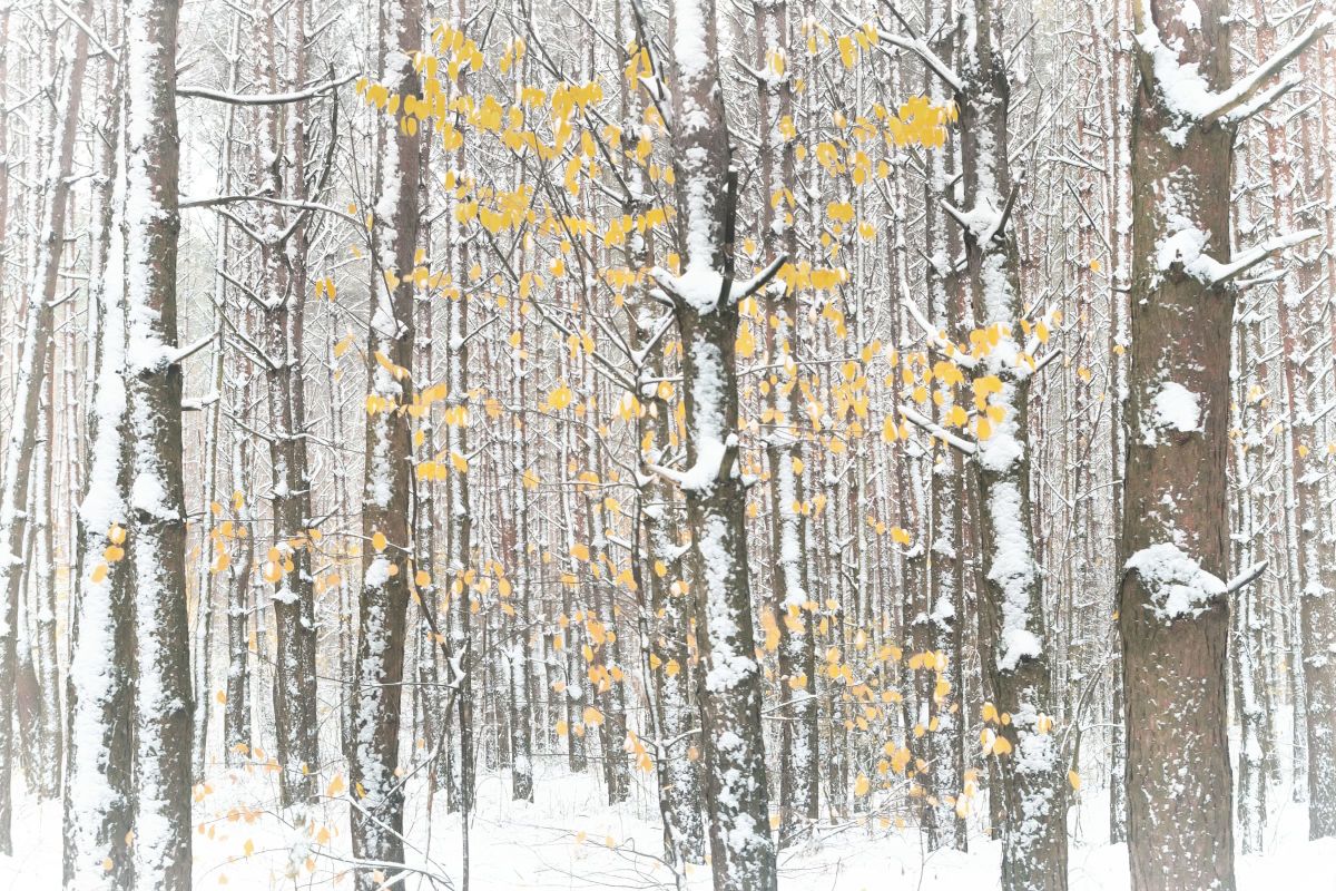 Winter Leaves
