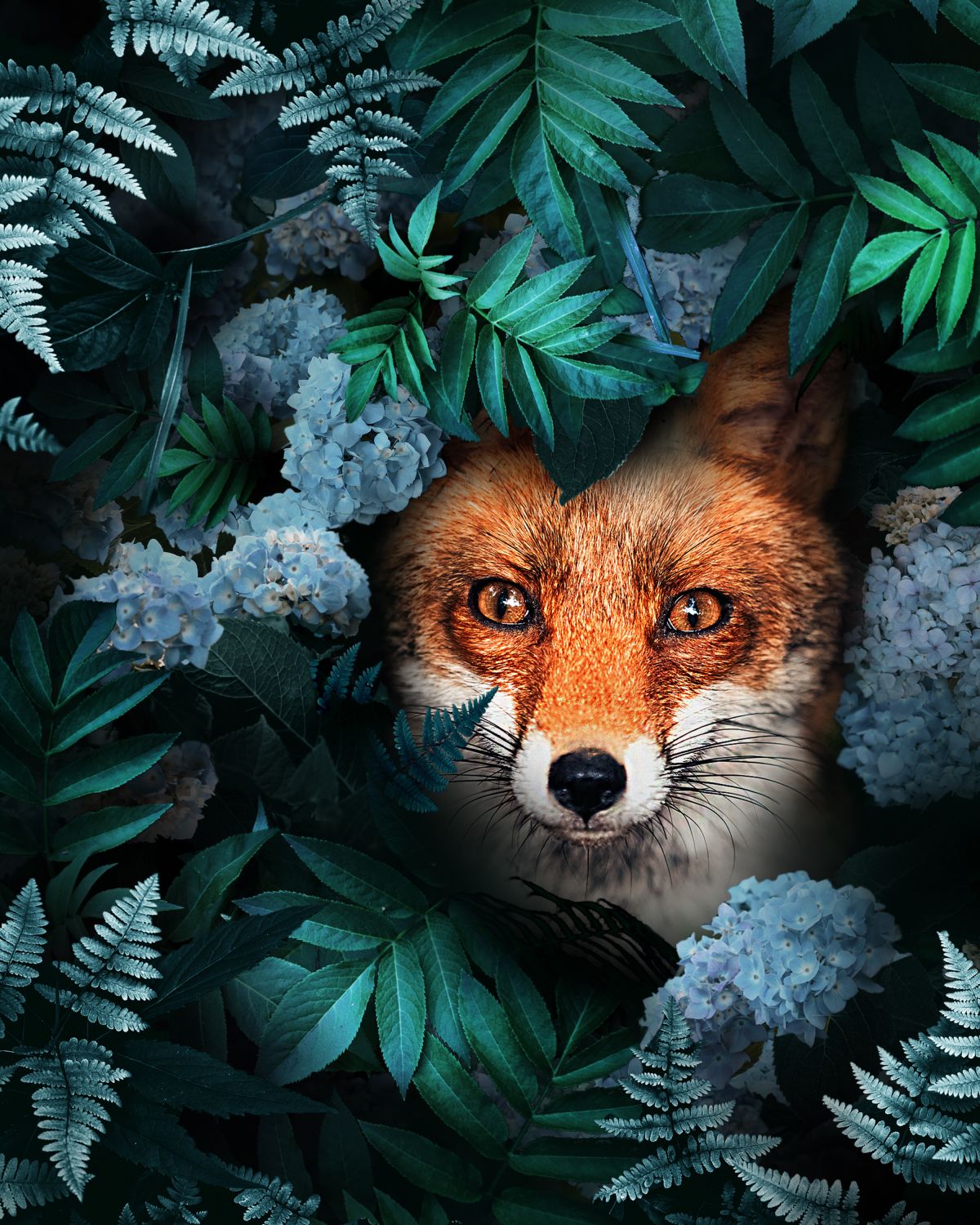 Hiding Red Fox