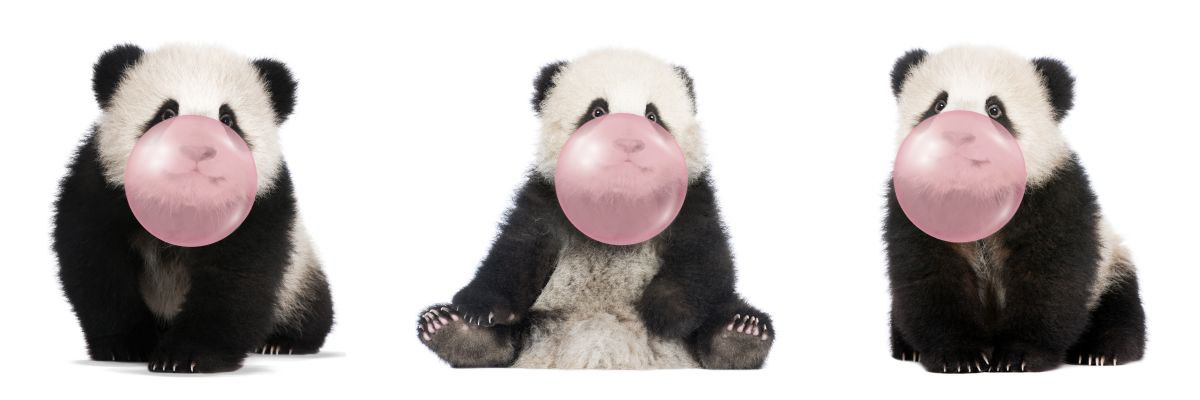 Bubble Gum Panda Cubs
