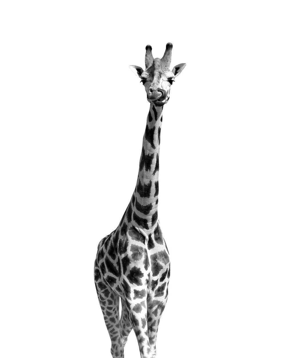 Long Necked Giraffe