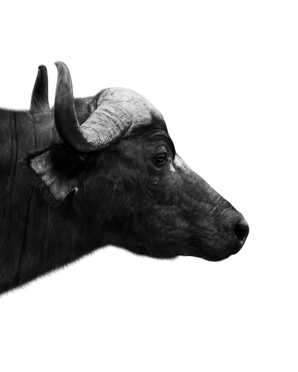 Black African Bull