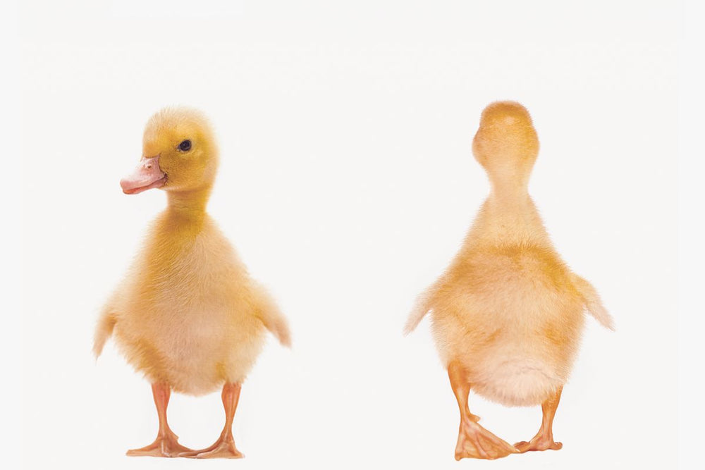 Duckling Front And Back Portrait