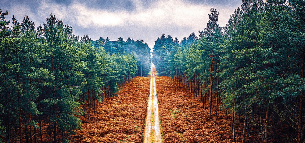 Pine Forest Path