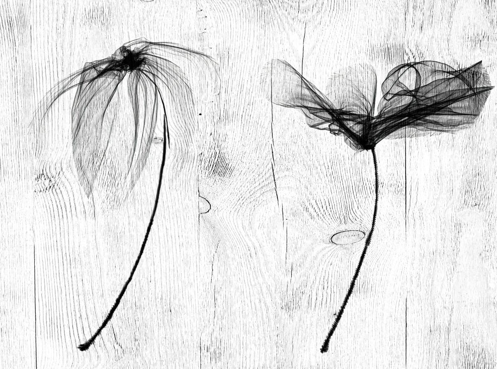 BW Flowers On Wood