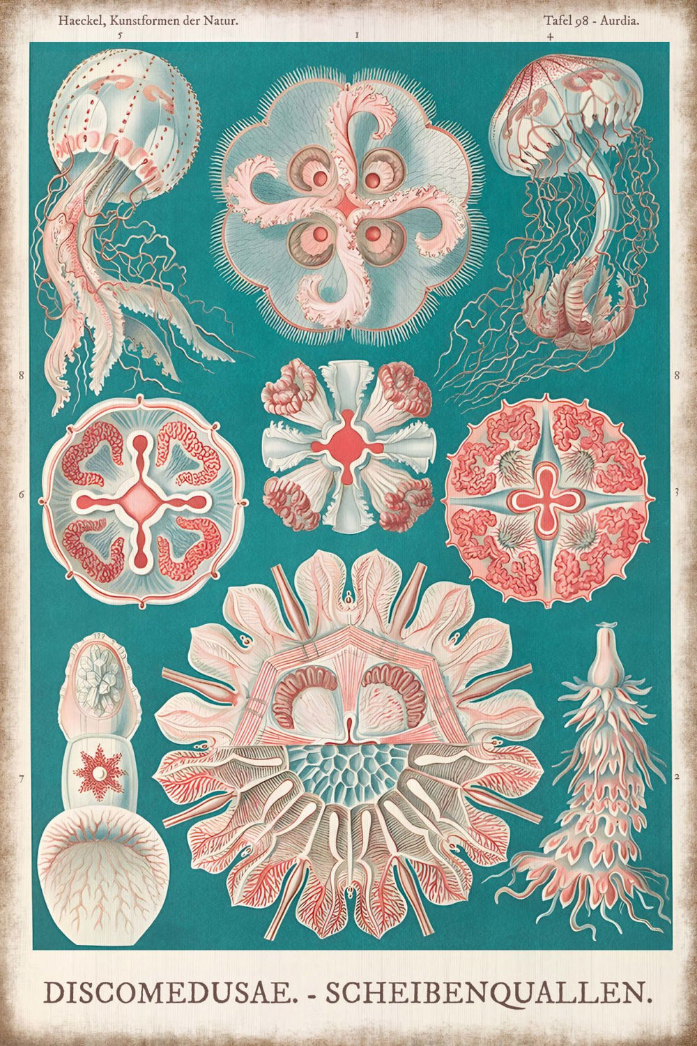 Discomedusae - Scheibenquallen Enhanced Wall Art
