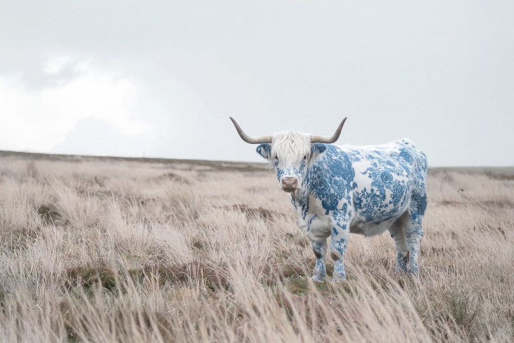 Calm Cow In A Field