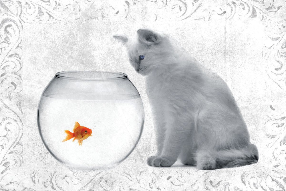 Goldfish And Cat
