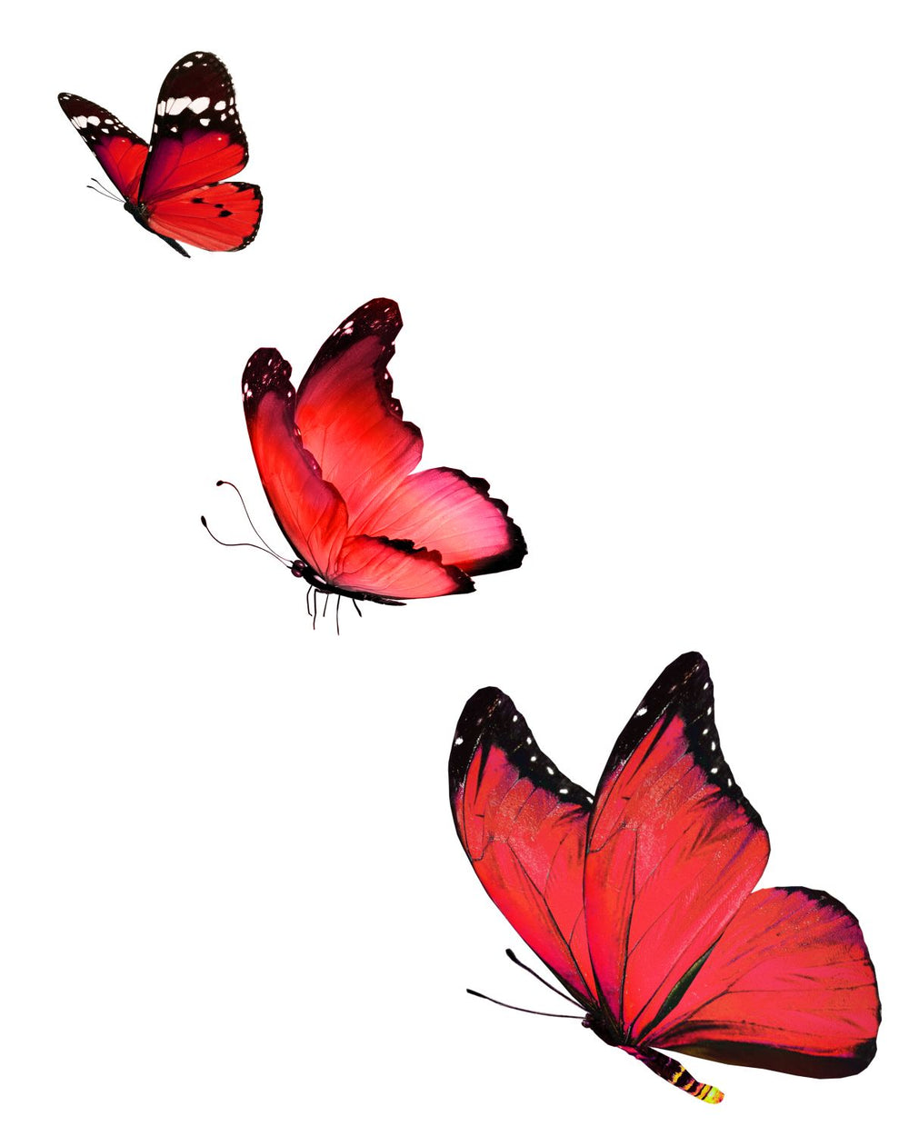 Three Red Butterflies
