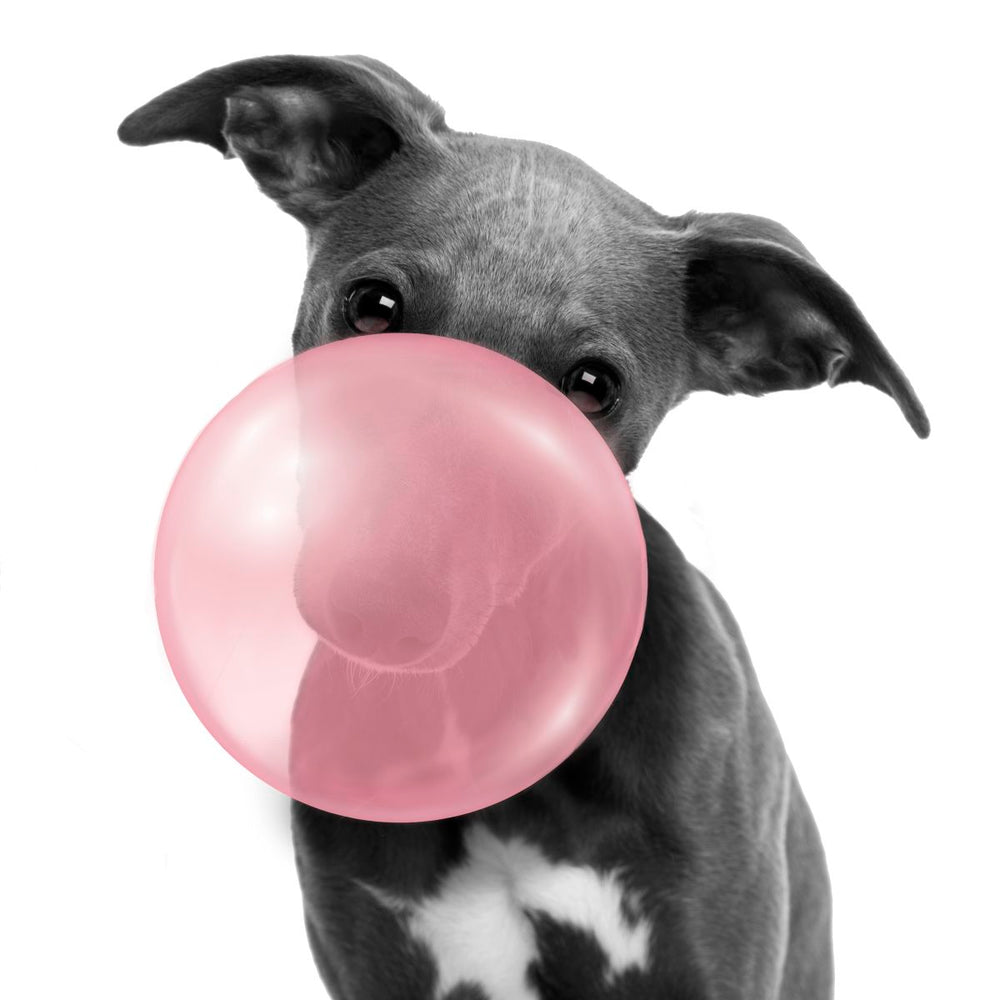 Funny Puppy Bubble Gum