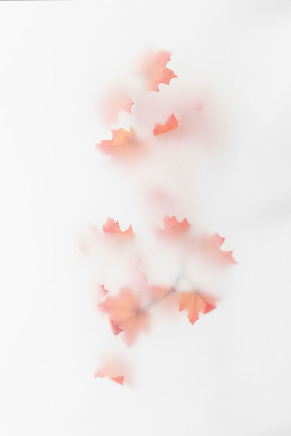 Maple Leaves In Mist