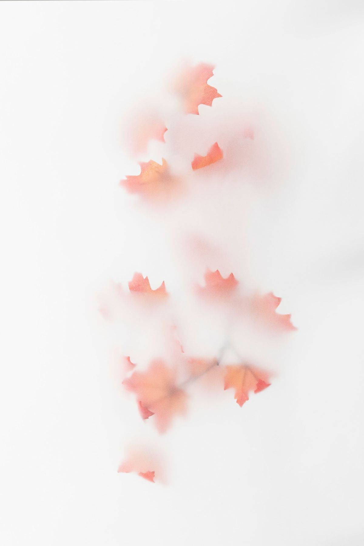 Maple Leaves In Mist