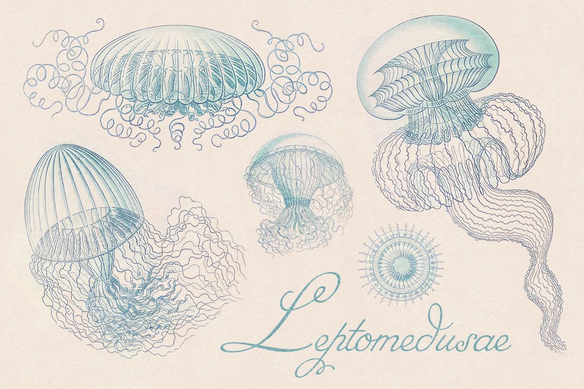 Leptomedusae White Wall Art