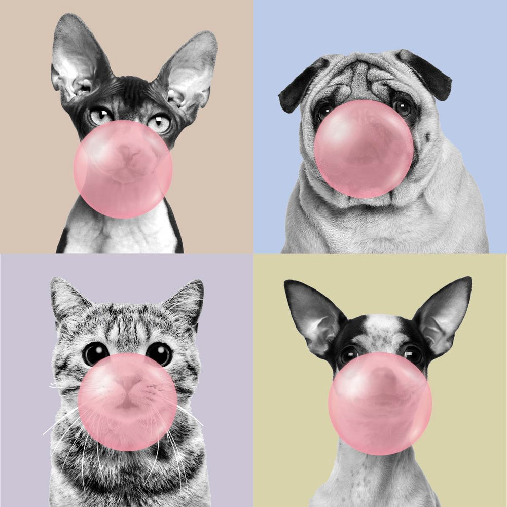 Bubble Gum Pets