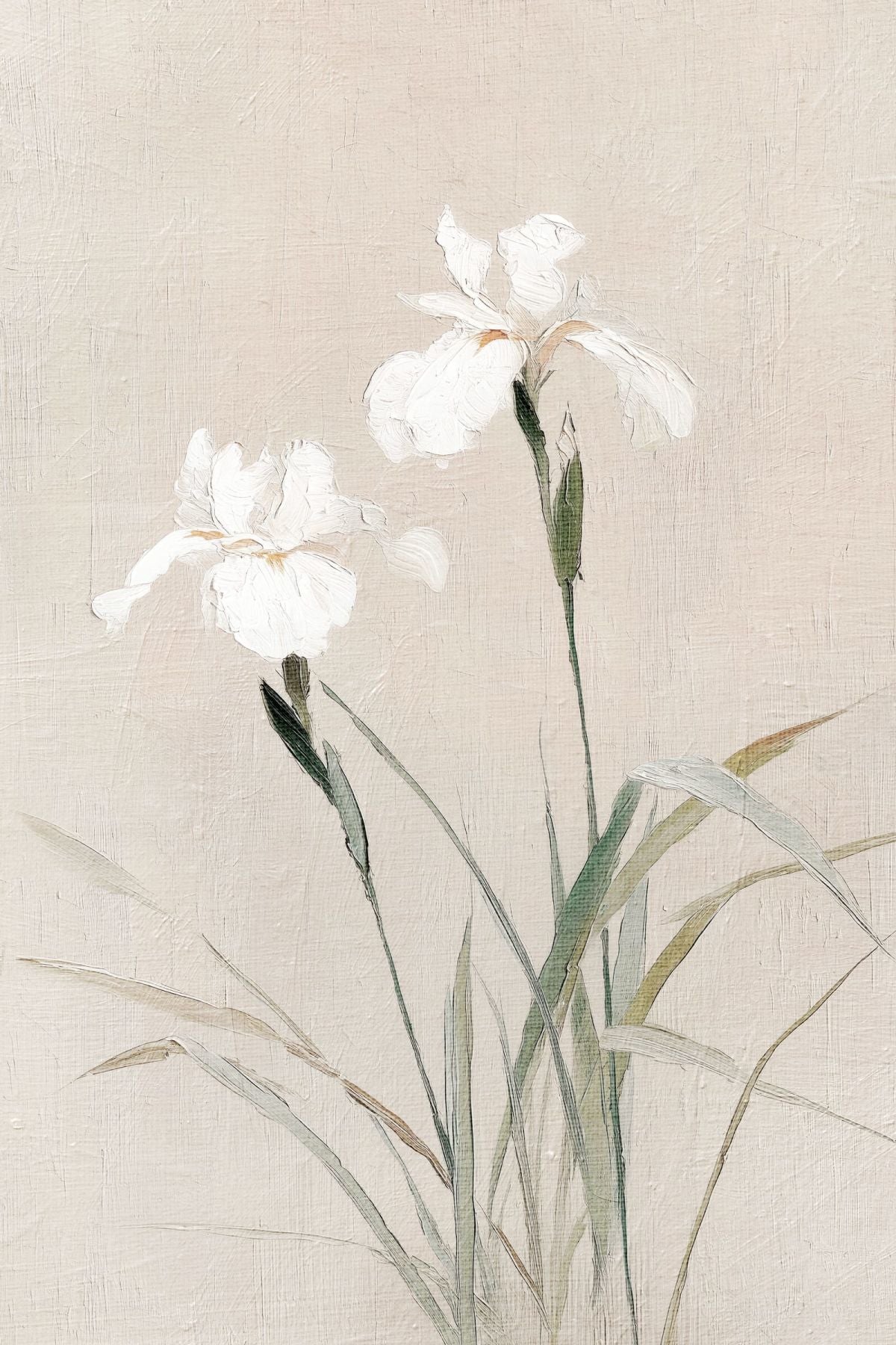 Soft Irises