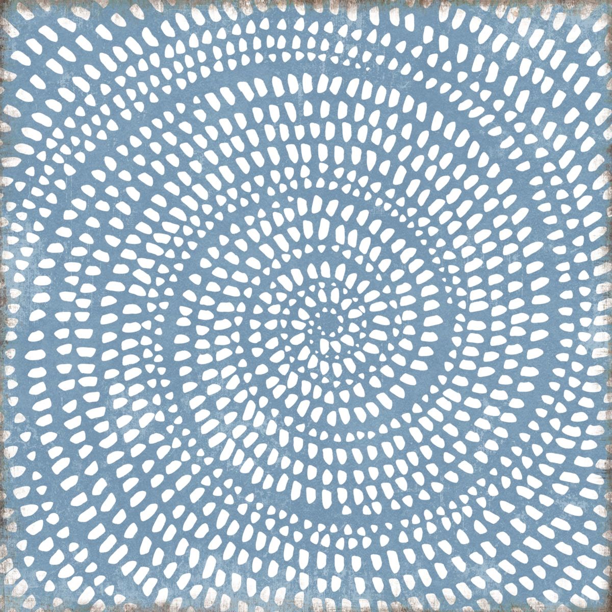 Dotted Ammonite Close-Up