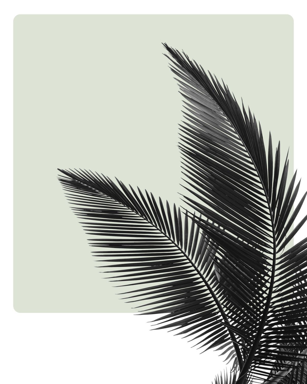 Black Palm Leaves